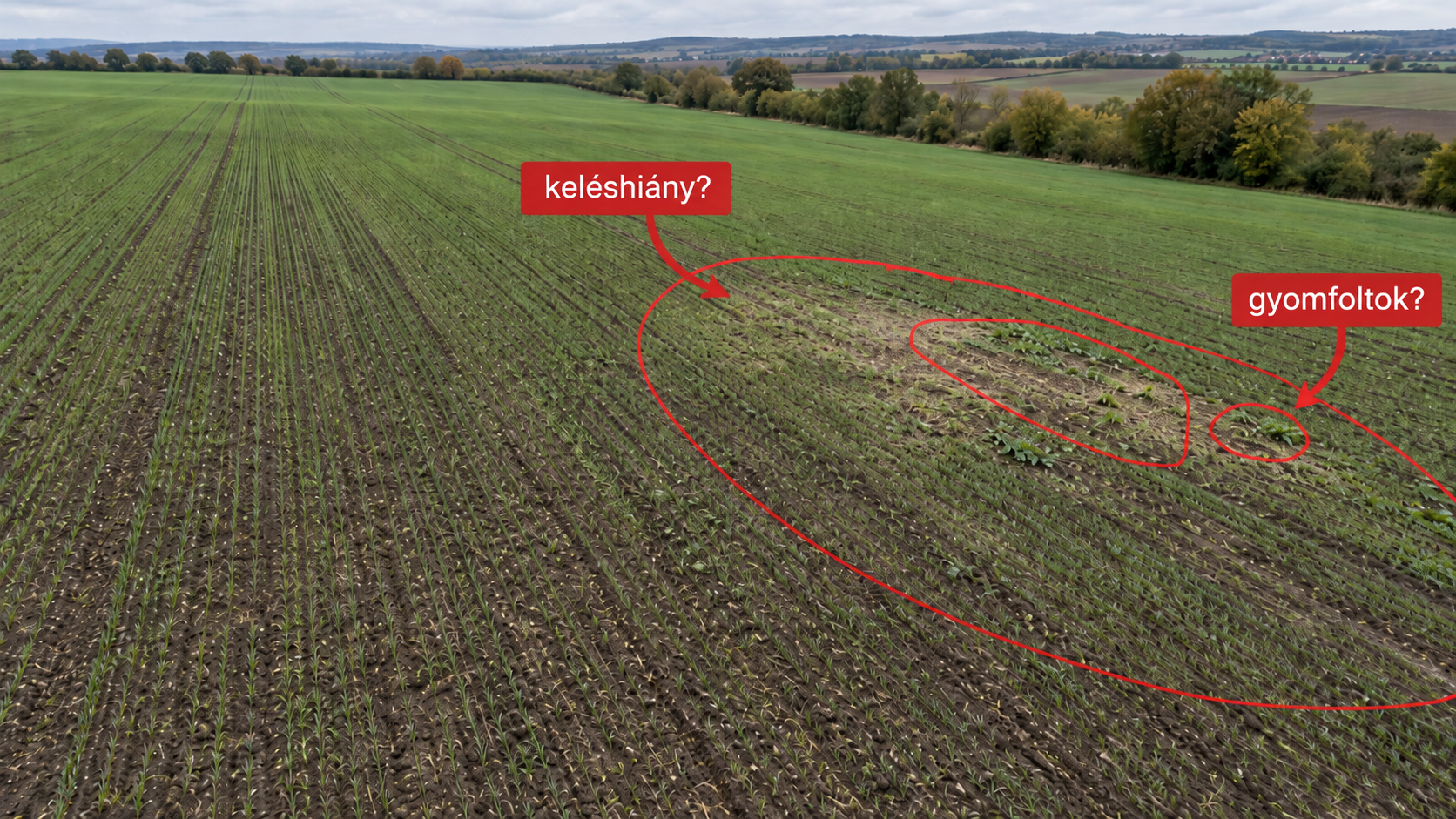 Őszi kalászos tábla drónos kelés- és gyomfelmérése